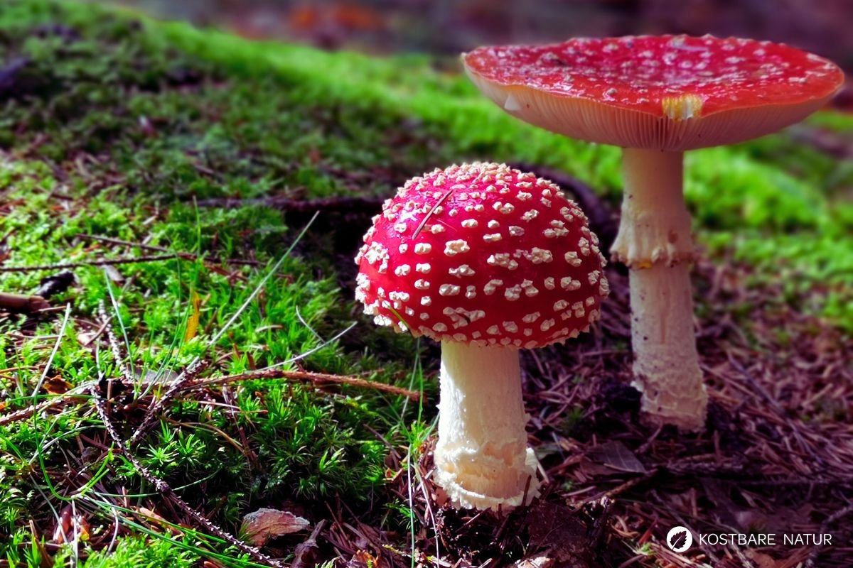 Fliegenpilz in der traditionellen Volksmedizin: Ein Blick auf jahrhundertealtes Wissen