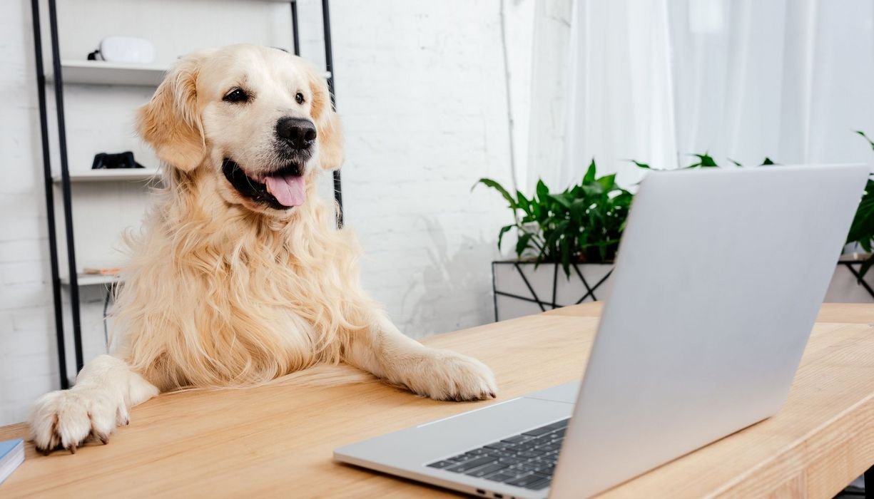 Zwischen Angst und Wut: Warum Hunde manchmal die Kontrolle verlieren